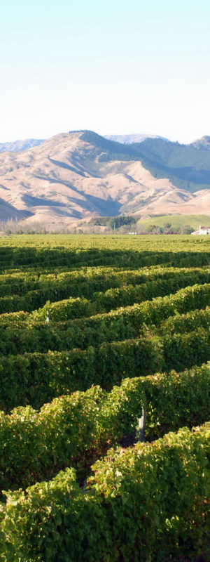 Explore sustainable wine regions